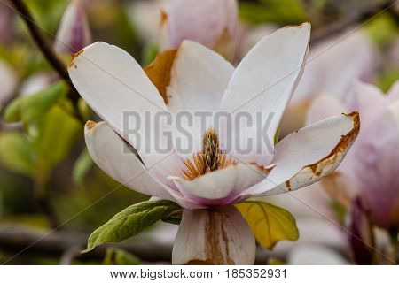 Macro Blooming Magnolia On A Close-up Branch