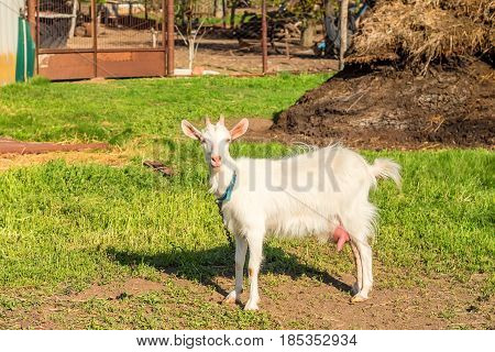 White female grazing goat is pasturing on the meadow