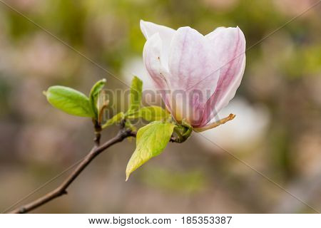 Macro Blooming Magnolia On A Close-up Branch