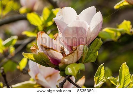 Macro Blooming Magnolia On A Close-up Branch