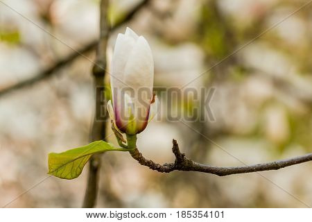 Macro Blooming Magnolia On A Close-up Branch