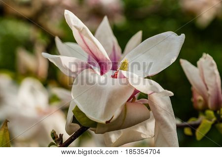 Macro Blooming Magnolia On A  Branch