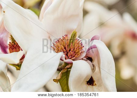 Macro Blooming Magnolia On A  Branch