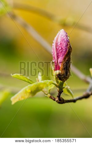 Macro Blooming Magnolia On A  Branch