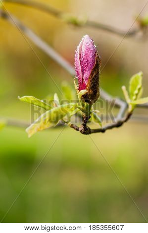 Macro Blooming Magnolia On A  Branch