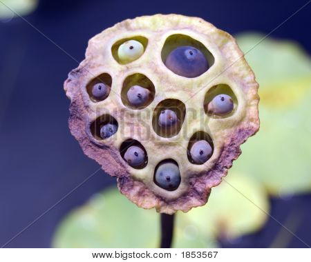 Waterlily Seeds