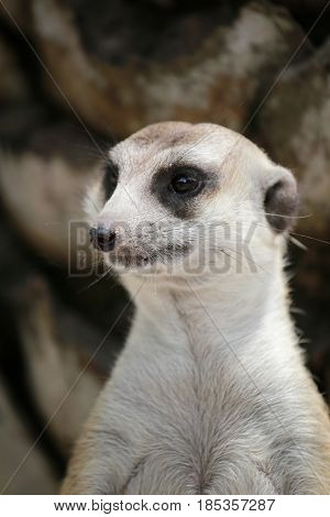 Focus on head of Meerkat in the nature.