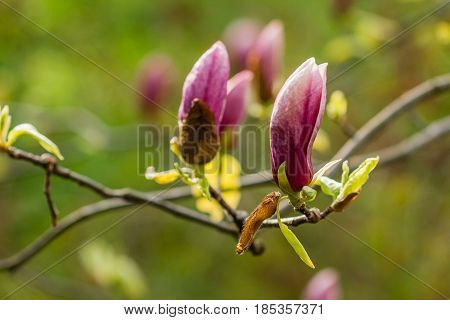 Macro Blooming Magnolia On A  Branch