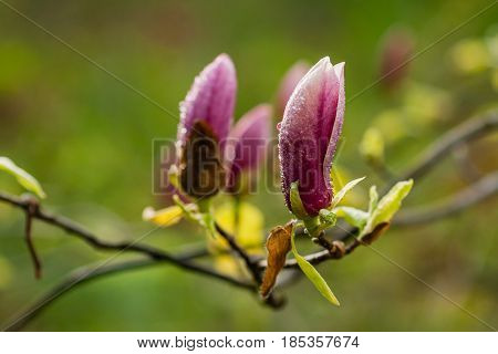 Macro Blooming Magnolia On A  Branch