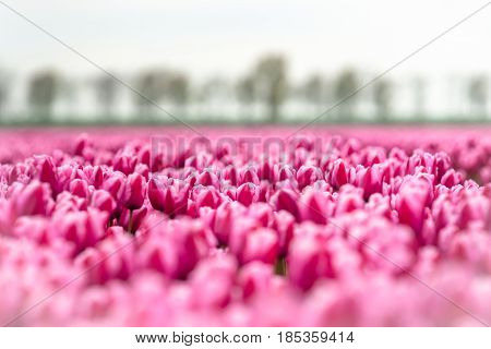 Stock photo flowers bulb fields in the Dutch landscape. Beautifully colored tulips in the far-reaching lowlands of the Netherlands. The most famous export product in the Netherlands next to cheese