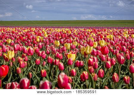 Horticulture and arable crops with different types and colors with tulips in the Netherlands. A typical Dutch stock foot with flowering flowers and Dutch clouds during spring