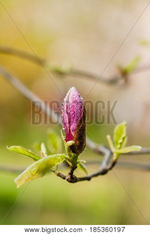 Macro Blooming Magnolia On A  Branch