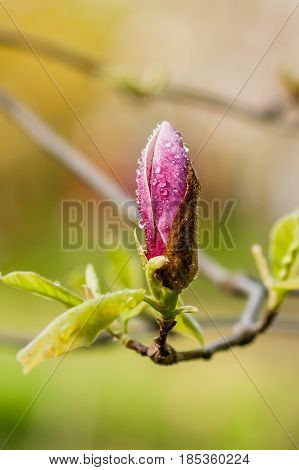 Macro Blooming Magnolia On A  Branch