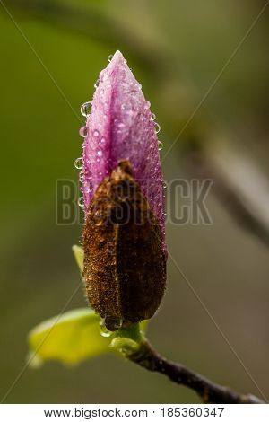 Macro Blooming Magnolia On A  Branch