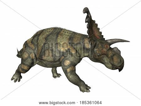 3D Rendering Dinosaur Albertaceratops On White