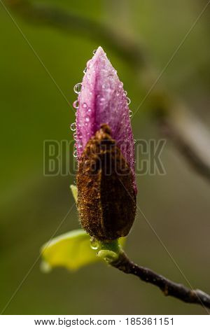 Macro Blooming Magnolia On A  Branch