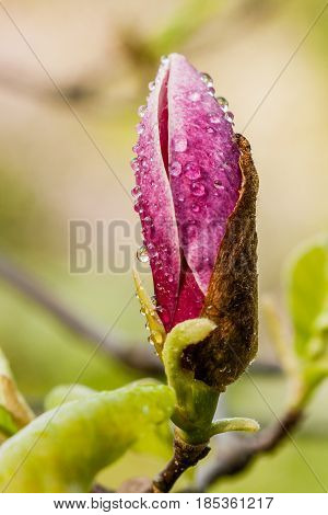 Macro Blooming Magnolia On A  Branch