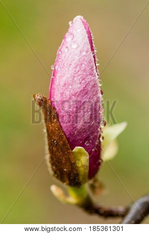 Macro Blooming Magnolia On A  Branch