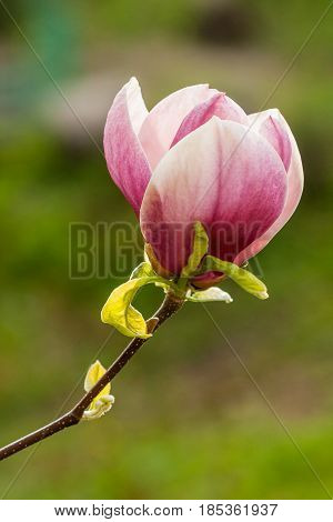 Macro Blooming Magnolia On A  Branch