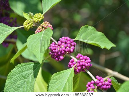 Purple Beautyberry Plant
