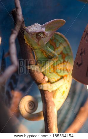 Chameleon on a branch of colorful hiding