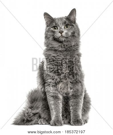 Chartreux sitting, isolated on white