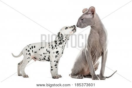 Peterbald  and puppy dalmatian sniffing and looking at each other, isolated on white