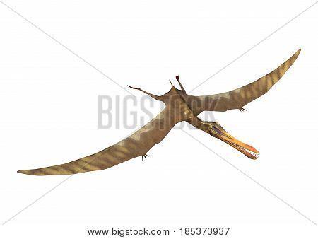 3D Rendering Pterodactyl Anhanguera On White