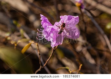 Macro Of A Branch Of Ledum Flower