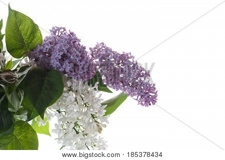 Bouquet Of Lilac