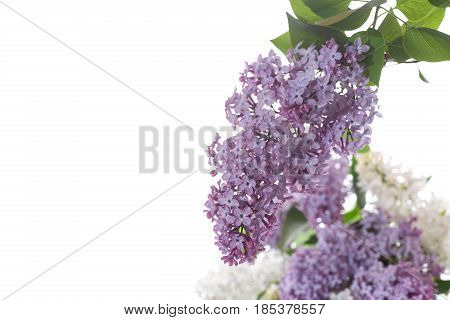 Bouquet Of Lilac