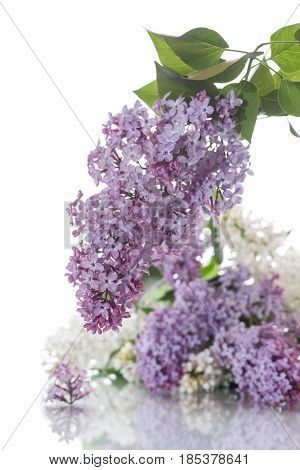 Bouquet Of Lilac