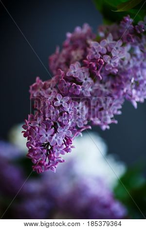 Branch Of Lilac