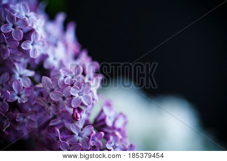Branch Of Lilac
