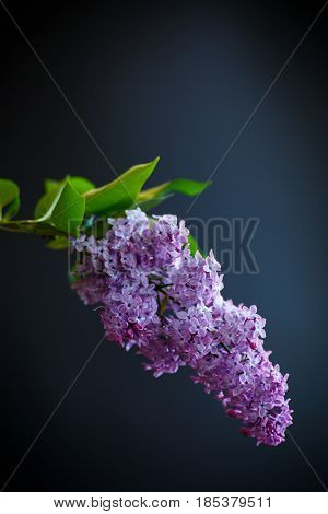 Branch Of Lilac