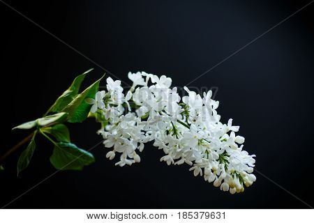 Branch Of Lilac