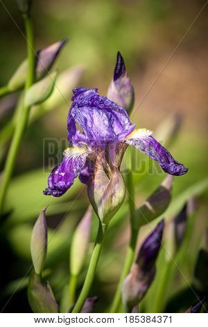 Closeup of blue iris flowers. Blooming iris flowers in garden.