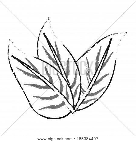 blurred silhouette image set leaves with ramifications vector illustration