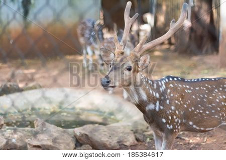 The chital or cheetal also known as spotted deer or axis deer 