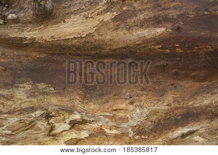 An old tree without bark close up