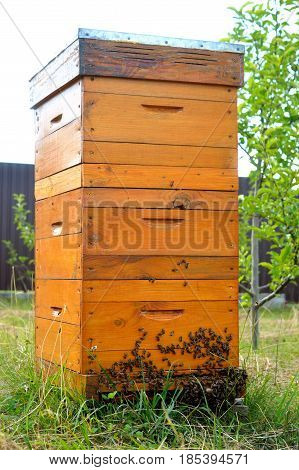 Langstroth beehive with three cases and bees in the garden
