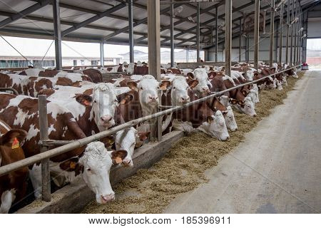 Dairy cows of Monbeliard breeding in free livestock stall