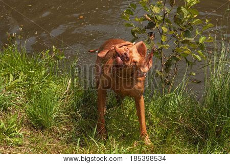 Hungarian pointer shaking off water. Dog Vizsla hunting at the pond