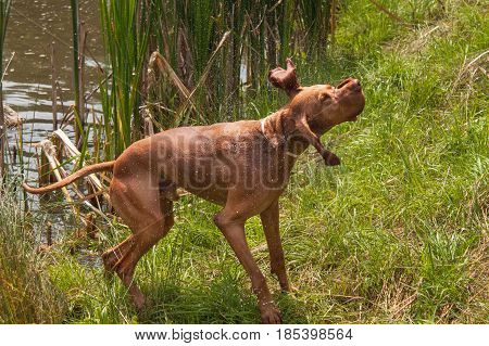 Hungarian pointer shaking off water. Dog Vizsla hunting at the pond