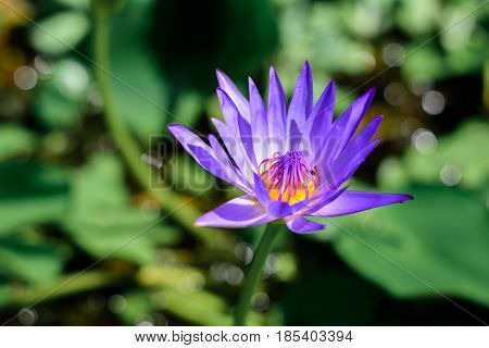 Lotus is blooming beautiful purple lotus background and bokehKing of Siam Lotus of thailand (Nymphaea spp) (hybrid)
