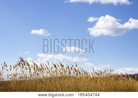 Reeds against the blue sky on a sunny day