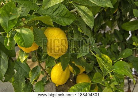 Lemon tree with yellow lemons an green leaves