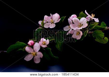 Apple blossom flowers isolated on a black background shallow depth of field low key selective focus