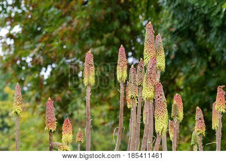 Flowers of Kniphofia, also called Tritoma, red hot poker, torch lily, knofflers, poker plant, flowering plants in Tasmania, Australia