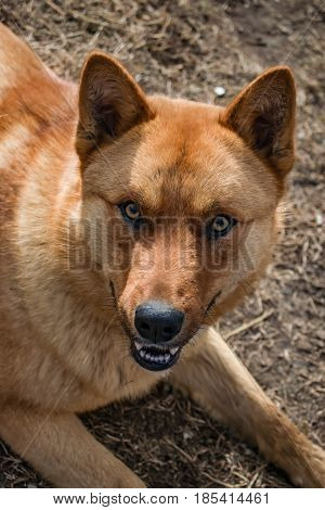 The symbol of the New 2018 according to the Eastern calendar yellow dog on the background of the earth